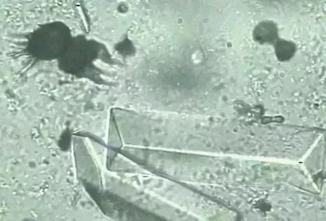 1749452949125872.jpg ca9c58dc4934178967ab196e3885bb50.jpg